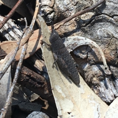 Goniaea opomaloides (Mimetic Gumleaf Grasshopper) at Bruce Ridge to Gossan Hill - 9 Nov 2020 by Ned_Johnston