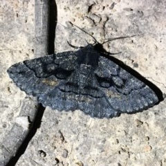Melanodes anthracitaria (Black Geometrid) at Stromlo, ACT - 7 Nov 2020 by NedJohnston