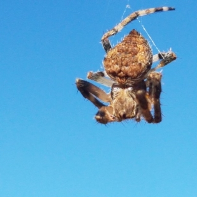 Socca pustulosa (Knobbled Orbweaver) at Franklin, ACT - 10 Nov 2020 by trevorpreston