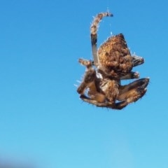 Socca pustulosa at Franklin, ACT - 10 Nov 2020