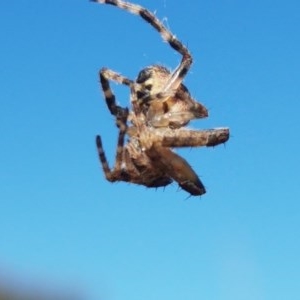 Socca pustulosa at Franklin, ACT - 10 Nov 2020