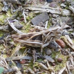 Austroicetes sp. (genus) (A grasshopper) at Budjan Galindji (Franklin Grassland) Reserve - 10 Nov 2020 by tpreston