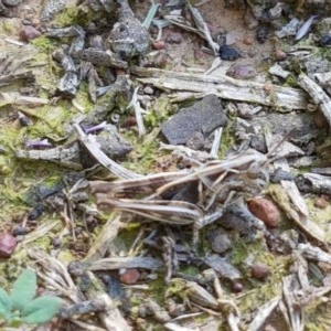 Austroicetes sp. (genus) at Franklin, ACT - 10 Nov 2020