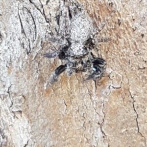 Servaea sp. (genus) at Harrison, ACT - 10 Nov 2020