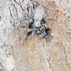 Servaea sp. (genus) (Unidentified Servaea jumping spider) at Franklin Grassland Reserve - 10 Nov 2020 by tpreston