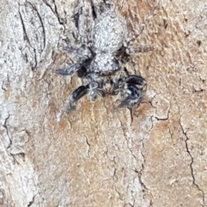 Servaea sp. (genus) at Harrison, ACT - 10 Nov 2020