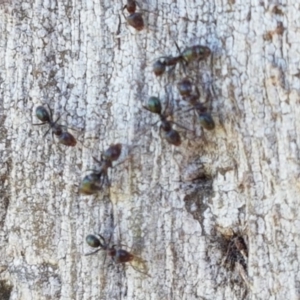 Iridomyrmex sp. (genus) at Harrison, ACT - 10 Nov 2020