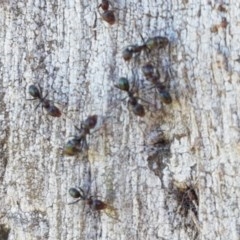 Iridomyrmex sp. (genus) (Ant) at Franklin Grassland Reserve - 10 Nov 2020 by tpreston