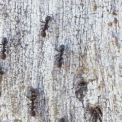 Iridomyrmex sp. (genus) at Harrison, ACT - 10 Nov 2020