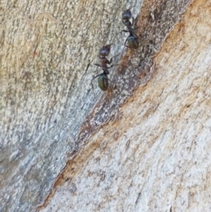 Iridomyrmex sp. (genus) at Harrison, ACT - 10 Nov 2020