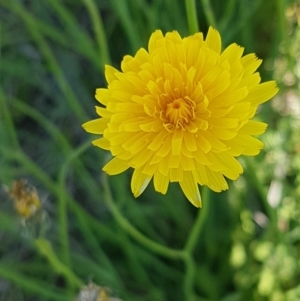 Hypochaeris radicata at Harrison, ACT - 10 Nov 2020