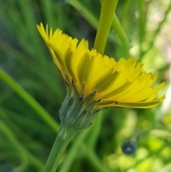 Hypochaeris radicata at Harrison, ACT - 10 Nov 2020