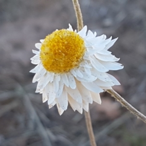 Leucochrysum albicans subsp. tricolor at Harrison, ACT - 10 Nov 2020