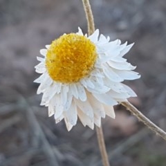 Leucochrysum albicans subsp. tricolor (Hoary Sunray) at Franklin Grassland Reserve - 10 Nov 2020 by tpreston