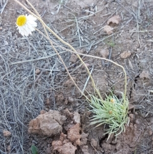 Leucochrysum albicans subsp. tricolor at Harrison, ACT - 10 Nov 2020