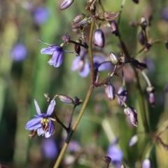 Dianella revoluta var. revoluta (Black-Anther Flax Lily) at Gundaroo, NSW - 10 Nov 2020 by Gunyijan