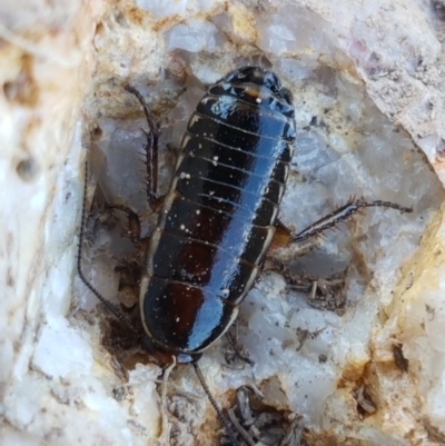 Melanozosteria dookiensis (Dookie woodland cockroach) at Harrison, ACT - 10 Nov 2020 by trevorpreston