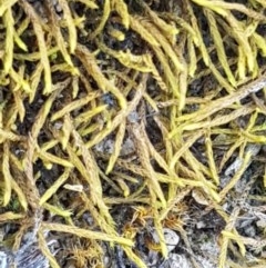 Triquetrella (A trailing moss) at Franklin Grassland Reserve - 10 Nov 2020 by tpreston