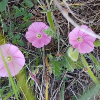 Convolvulus angustissimus subsp. angustissimus (Australian Bindweed) at Harrison, ACT - 10 Nov 2020 by trevorpreston