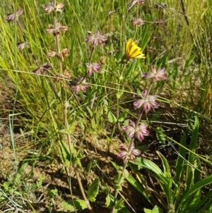 Salvia verbenaca var. verbenaca at Harrison, ACT - 10 Nov 2020