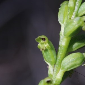 Microtis unifolia at Downer, ACT - suppressed