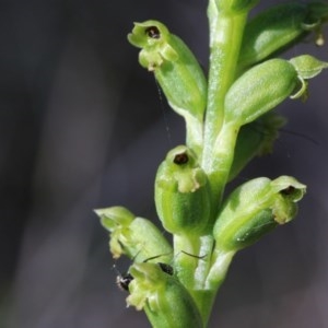 Microtis unifolia at Downer, ACT - suppressed