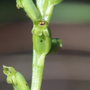 Microtis unifolia at Downer, ACT - suppressed