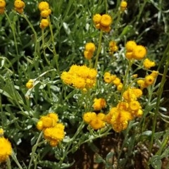 Chrysocephalum apiculatum (Common Everlasting) at Harrison, ACT - 10 Nov 2020 by trevorpreston