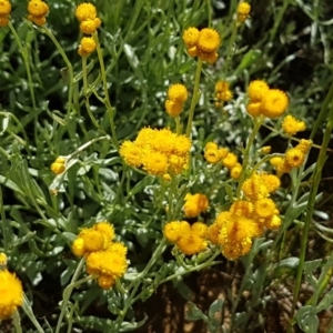 Chrysocephalum apiculatum at Harrison, ACT - 10 Nov 2020