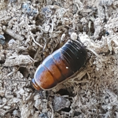 Melanozosteria dookiensis (Dookie woodland cockroach) at Franklin, ACT - 10 Nov 2020 by tpreston