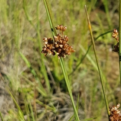 Juncus subsecundus (Finger Rush) at Franklin, ACT - 10 Nov 2020 by trevorpreston