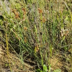 Juncus subsecundus at Franklin, ACT - 10 Nov 2020