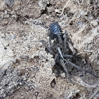 Tasmanicosa sp. (genus) (Unidentified Tasmanicosa wolf spider) at Budjan Galindji (Franklin Grassland) Reserve - 10 Nov 2020 by tpreston