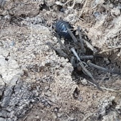 Tasmanicosa sp. (genus) at Franklin, ACT - 10 Nov 2020