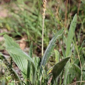 Plantago varia at Gundaroo, NSW - 10 Nov 2020