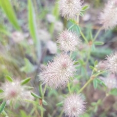 Trifolium arvense var. arvense (Haresfoot Clover) at Budjan Galindji (Franklin Grassland) Reserve - 10 Nov 2020 by trevorpreston