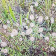 Trifolium arvense var. arvense at Harrison, ACT - 10 Nov 2020