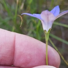 Wahlenbergia luteola (Yellowish Bluebell) at Franklin, ACT - 10 Nov 2020 by trevorpreston