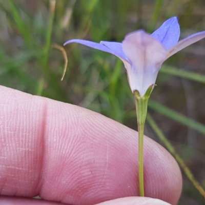 Wahlenbergia luteola (Yellowish Bluebell) at Franklin, ACT - 10 Nov 2020 by trevorpreston