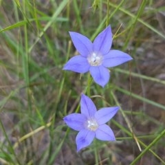 Wahlenbergia luteola at Franklin, ACT - 10 Nov 2020