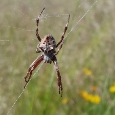 Socca pustulosa (Knobbled Orbweaver) at Franklin, ACT - 10 Nov 2020 by tpreston