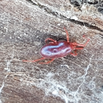 Rainbowia sp. (genus) (A mite) at Franklin, ACT - 10 Nov 2020 by trevorpreston