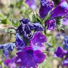 Echium plantagineum (Paterson's Curse) at Franklin, ACT - 10 Nov 2020 by tpreston