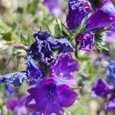 Echium plantagineum (Paterson's Curse) at Budjan Galindji (Franklin Grassland) Reserve - 10 Nov 2020 by trevorpreston