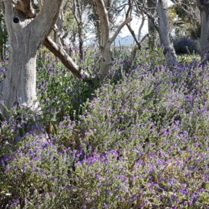 Echium plantagineum at Franklin, ACT - 10 Nov 2020