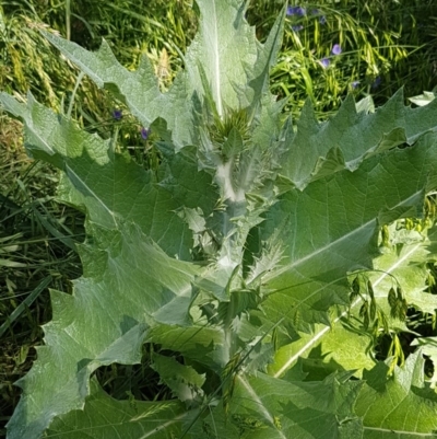 Onopordum acanthium (Scotch Thistle) at Franklin, ACT - 10 Nov 2020 by trevorpreston