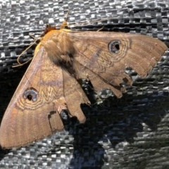 Dasypodia selenophora (Southern old lady moth) at Holt, ACT - 9 Nov 2020 by Ange