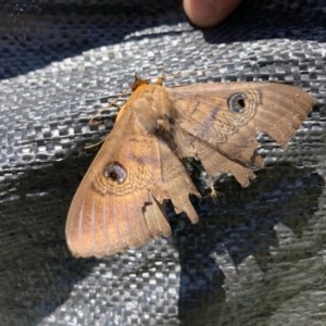 Dasypodia selenophora at Holt, ACT - 9 Nov 2020