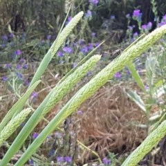 Phalaris aquatica (Phalaris, Australian Canary Grass) at Franklin, ACT - 10 Nov 2020 by trevorpreston