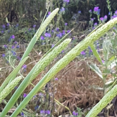 Phalaris aquatica (Phalaris, Australian Canary Grass) at Budjan Galindji (Franklin Grassland) Reserve - 10 Nov 2020 by tpreston